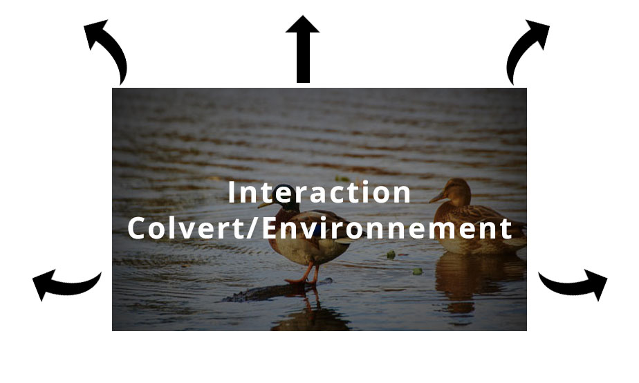 Canard col vert Indre-et-Loire (37)
