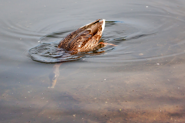 Canard col vert Indre-et-Loire (37)