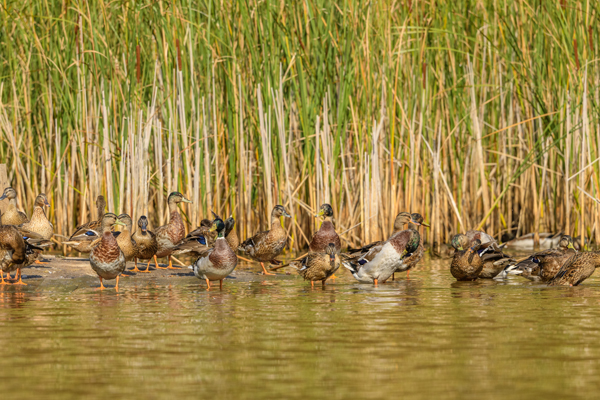Canard col vert Indre-et-Loire (37)