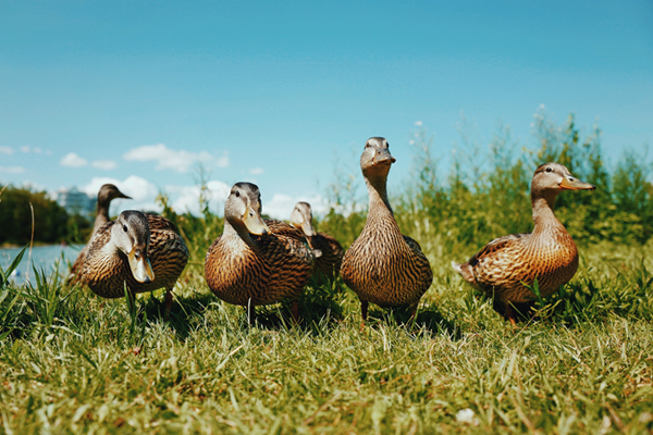 Canard col vert Indre-et-Loire (37)