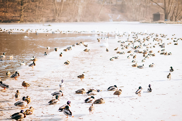 Canard col vert Indre-et-Loire (37)