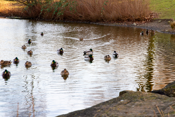 Canard col vert Indre-et-Loire (37)